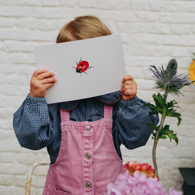 carte coccinelle mondy des curieux