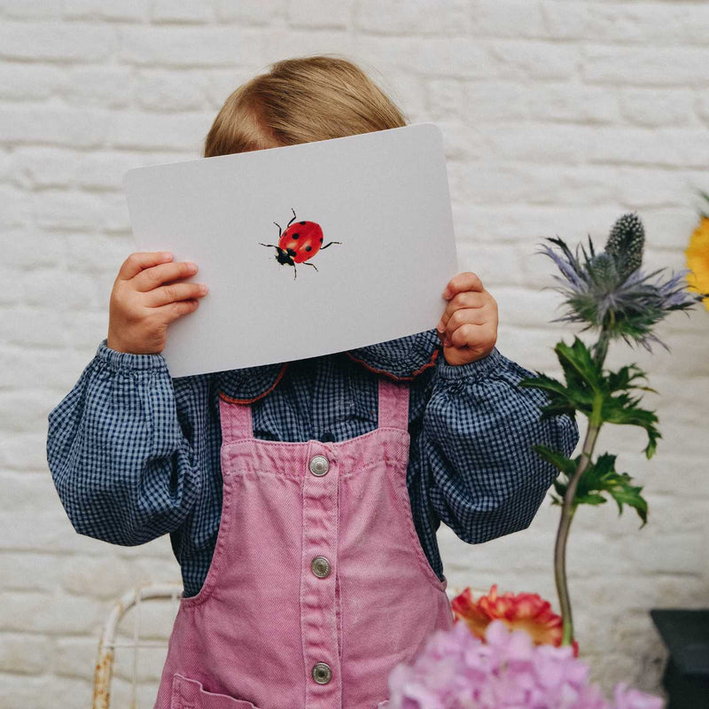 carte coccinelle mondy des curieux