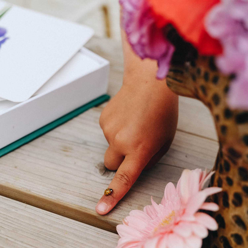 coccinelle mondi des curieux