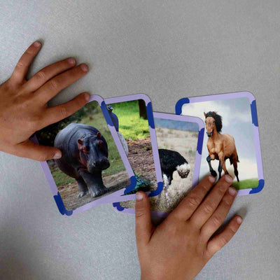 Cartes Flash Animaux