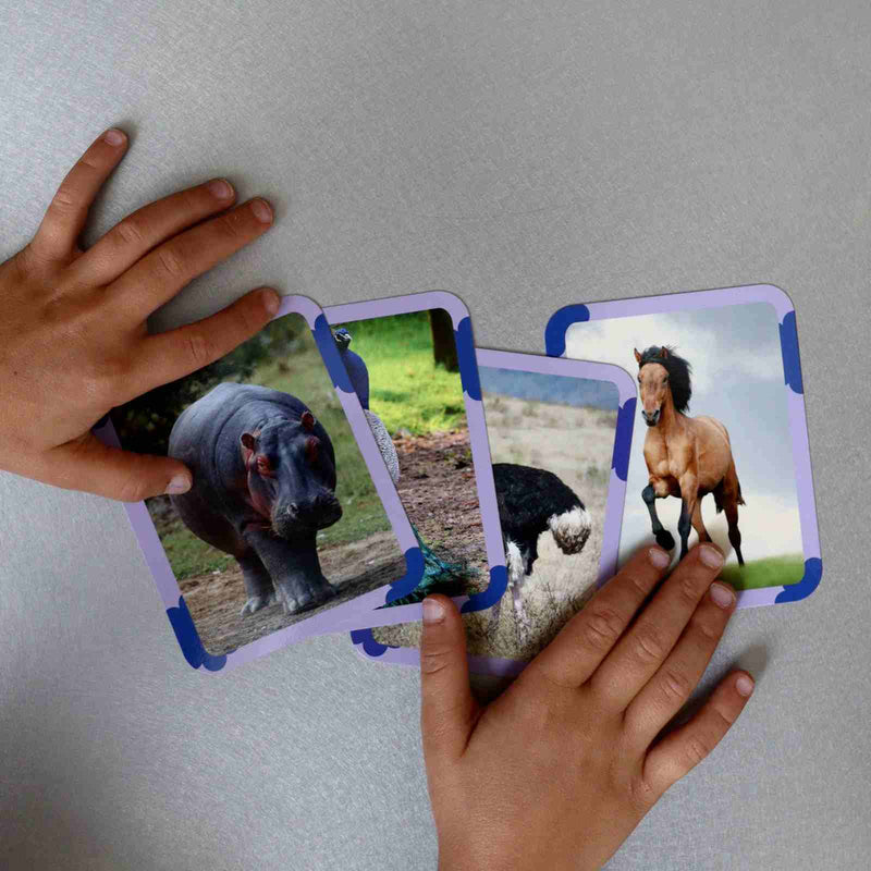 Cartes Flash Animaux